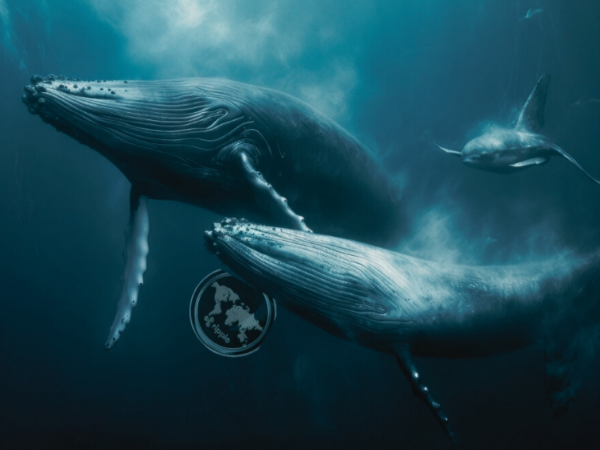 XRP whales move 205M XRP while SEC gains ground in Ripple case